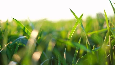 Green young wheat field Stock Footage 112754423