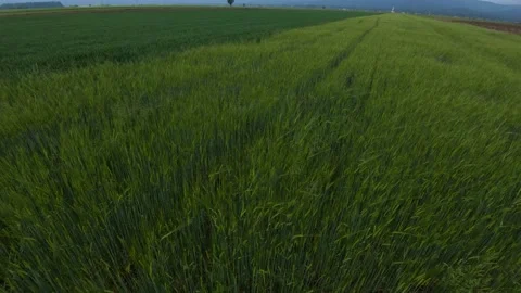 Green young wheat growing on large farming field in spring season Stock Footage 130441330