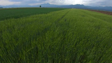 Green young wheat growing on large agricultural farming field in spring season Stock Footage 130441754