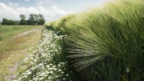 Green young wheat with long ears and camomile Stock Footage 110421285