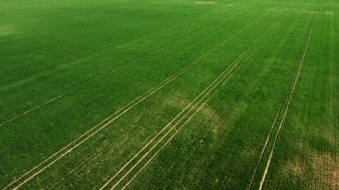 Green young wheat or grain varieties windy field from aerial drone view Stock Footage 107375718