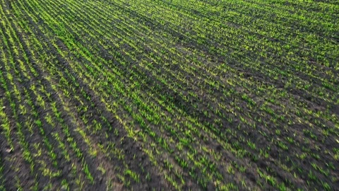 Green young wheat or grain varieties windy field from aerial drone view Stock Footage 107375929