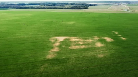 Green young wheat or grain varieties windy field from aerial drone view Stock Footage 107465957