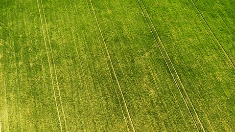 Green young wheat or grain varieties windy field from aerial drone view Stock Footage 107640575