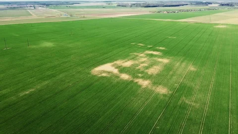 Green young wheat or grain varieties windy field from aerial drone view Stock Footage 107641097