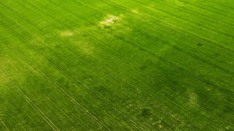 Green young wheat or grain varieties windy field from aerial drone view Stock Footage 107760171