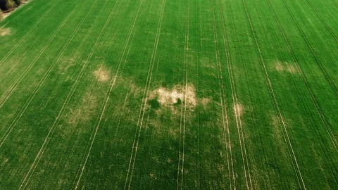 Green young wheat or grain varieties windy field from aerial drone view Stock Footage 107760754