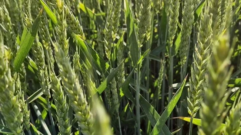Green young wheat spikelets in the field Stock Footage 337375986