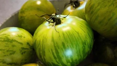 Green Zebra tomatoes rotating in deep plate on white 스톡 동영상 344054408