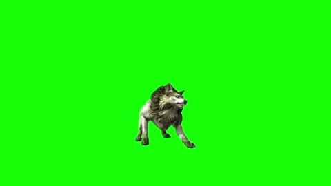 Green zombie Wolf KT  bite throw  green screen animation 3D rendering Stock Footage 296402534