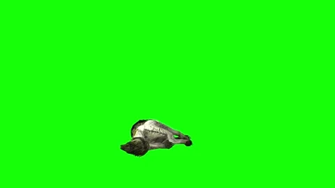 Green zombie Wolf KT  down loop  green screen animation 3D rendering Stock Footage 296402314