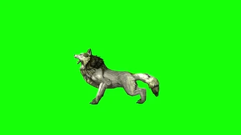 Green zombie Wolf KT  down out  green screen animation 3D rendering Stock Footage 296402388