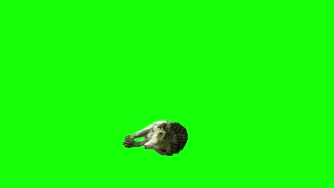 Green zombie Wolf KT  down loop  green screen animation 3D rendering Stock Footage 296402550