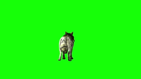 Green zombie Wolf KT  idle stand  green screen animation 3D rendering Stock Footage 296402105