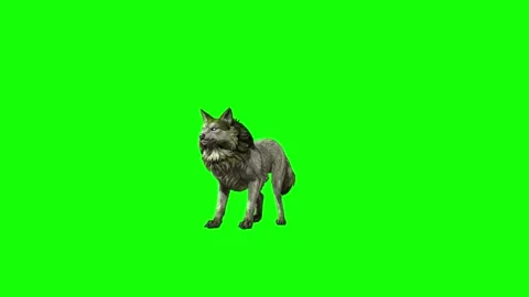 Green zombie Wolf KT  idle breath  green screen animation 3D rendering Stock Footage 296402235