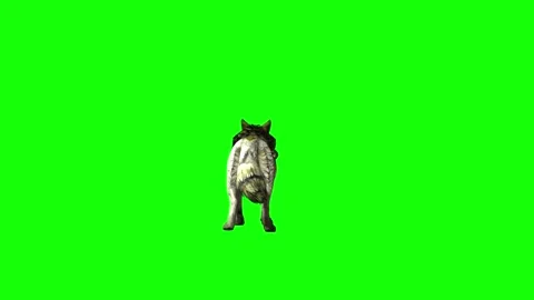 Green zombie Wolf KT  idle breath green screen animation 3D rendering Stock Footage 296402251