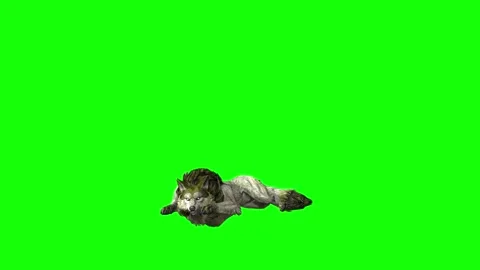 Green zombie Wolf KT  lay down green screen animation 3D rendering Stock Footage 296401895