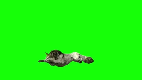 Green zombie Wolf KT  lay down  green screen animation 3D rendering Stock Footage 296401906