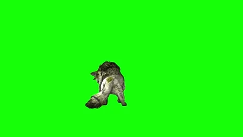 Green zombie Wolf KT  lick leg  green screen animation 3D rendering Stock Footage 296401415