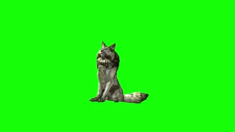 Green zombie Wolf KT  sit look around  green screen animation 3D renderin Stock Footage 296401352