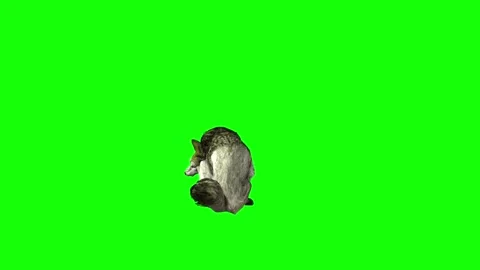 Green zombie Wolf KT  sit ear scratching  green screen animation 3D rende Stock Footage 296401454