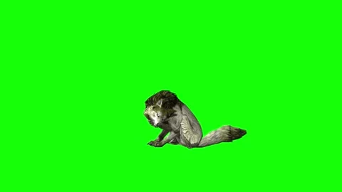 Green zombie Wolf KT  sit ear scratching green screen animation 3D rende Stock Footage 296401495