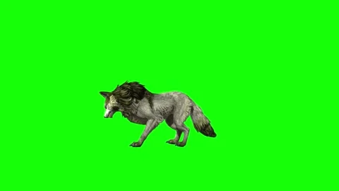 Green zombie Wolf KT  stand ear scratching  green screen animation 3D ren Stock Footage 296393429