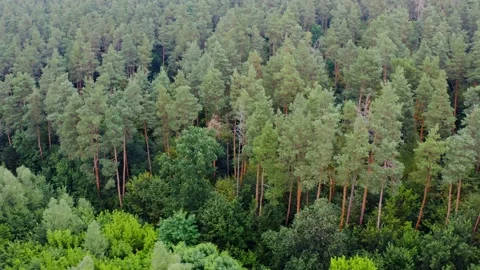 Green zone trees Stock Footage 136809504