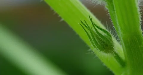 Green zucchini Bud Video stock 131200000