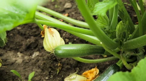Green zucchini courgettes cucumber Video stock 65150694
