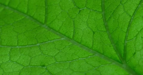 Green zucchini leaf Stock Footage 131200013