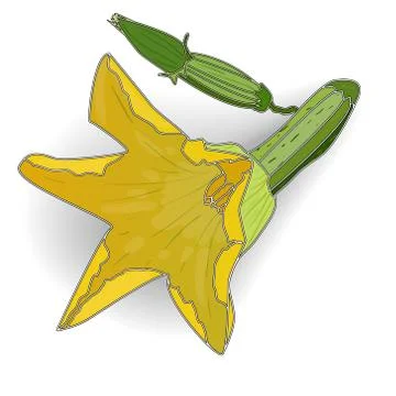 Green zucchini vector Stock Illustration