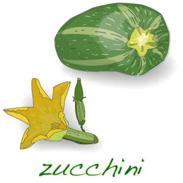 Green zucchini vector Stock-Illustration