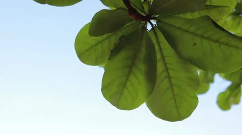 Green1 Видео 10874808