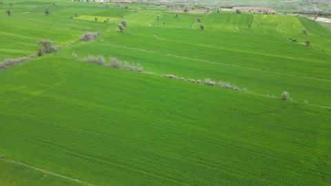 Green_fields_with a drone. Fields turning green in spring. 스톡 동영상 334648180