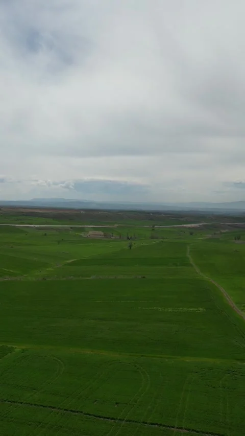 Green_fields_with a drone. Vertical screen_Fields turning green in spring. 스톡 동영상 334648129