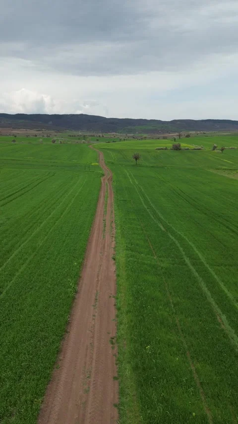 Green_fields_with a drone. Vertical screen_Fields turning green in spring. Stock Footage 334648185