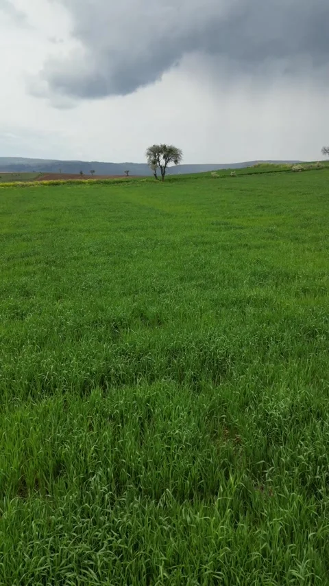 Green_fields_with a drone. Vertical screen_Fields turning green in spring. Stock Footage 334648301