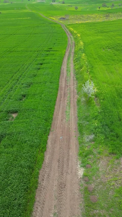 Green_fields_with a drone. Vertical screen_Fields turning green in spring. 스톡 동영상 334648321