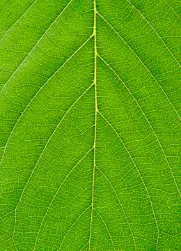 Green_leaf_close-up Stock Photos