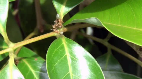 Greenant Stock Footage 26309246