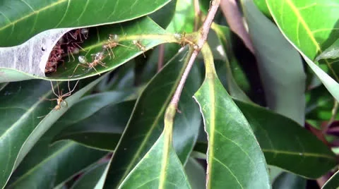 Greenant2 Stock Footage 26309259