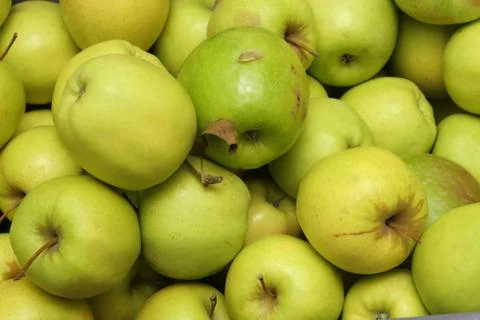 Greenapples Stock-Fotos