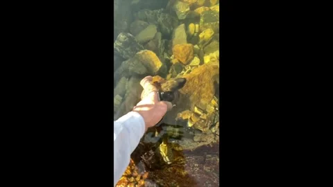 Greenback Release  slomo Stock-Footage 337006537