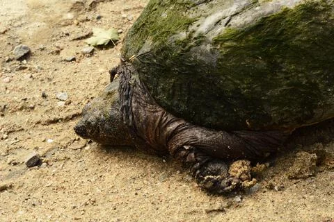 Greenback Snapping Turtle Set Stock Photos