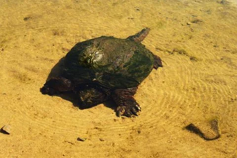 Greenback Snapping Turtle Set Stock Photos