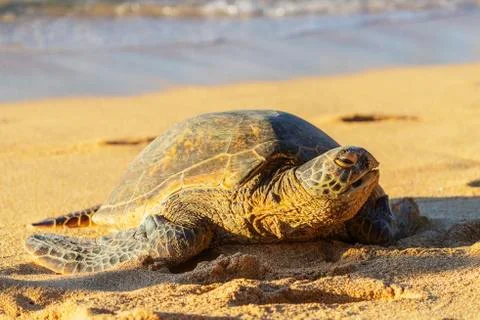 Greenback turtle (Chelonia mydas) on Baldwin Beach, Maui Island, Hawaii, United Stock Photos