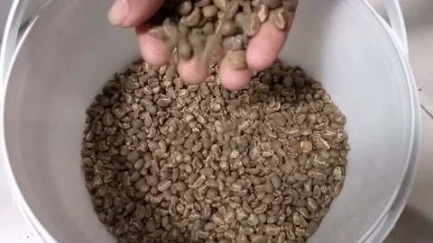 Greenbean coffe Stock Footage 152902253