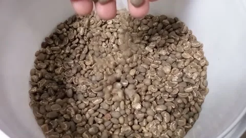 Greenbean coffe Stock Footage 152902282