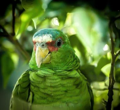 Greenbird 스톡 사진